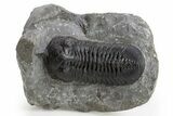 Morocconites Trilobite Fossil - Ofaten, Morocco #325978-3